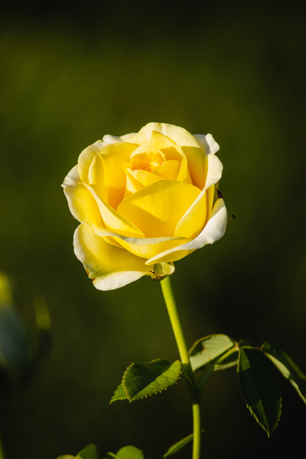 Yellow Rose Wallpapers