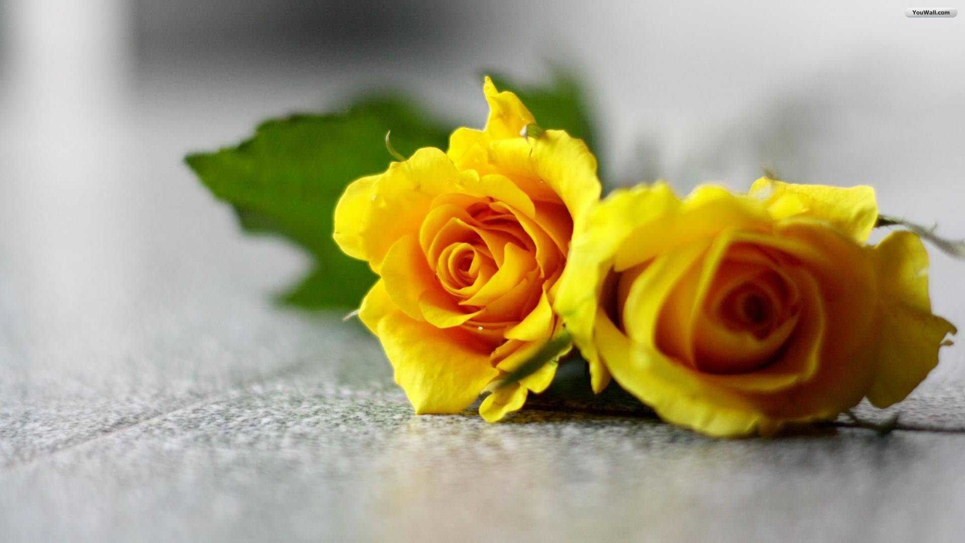 Yellow Rose Wallpapers