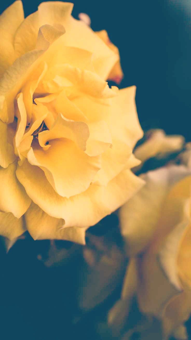 Yellow Rose Wallpapers