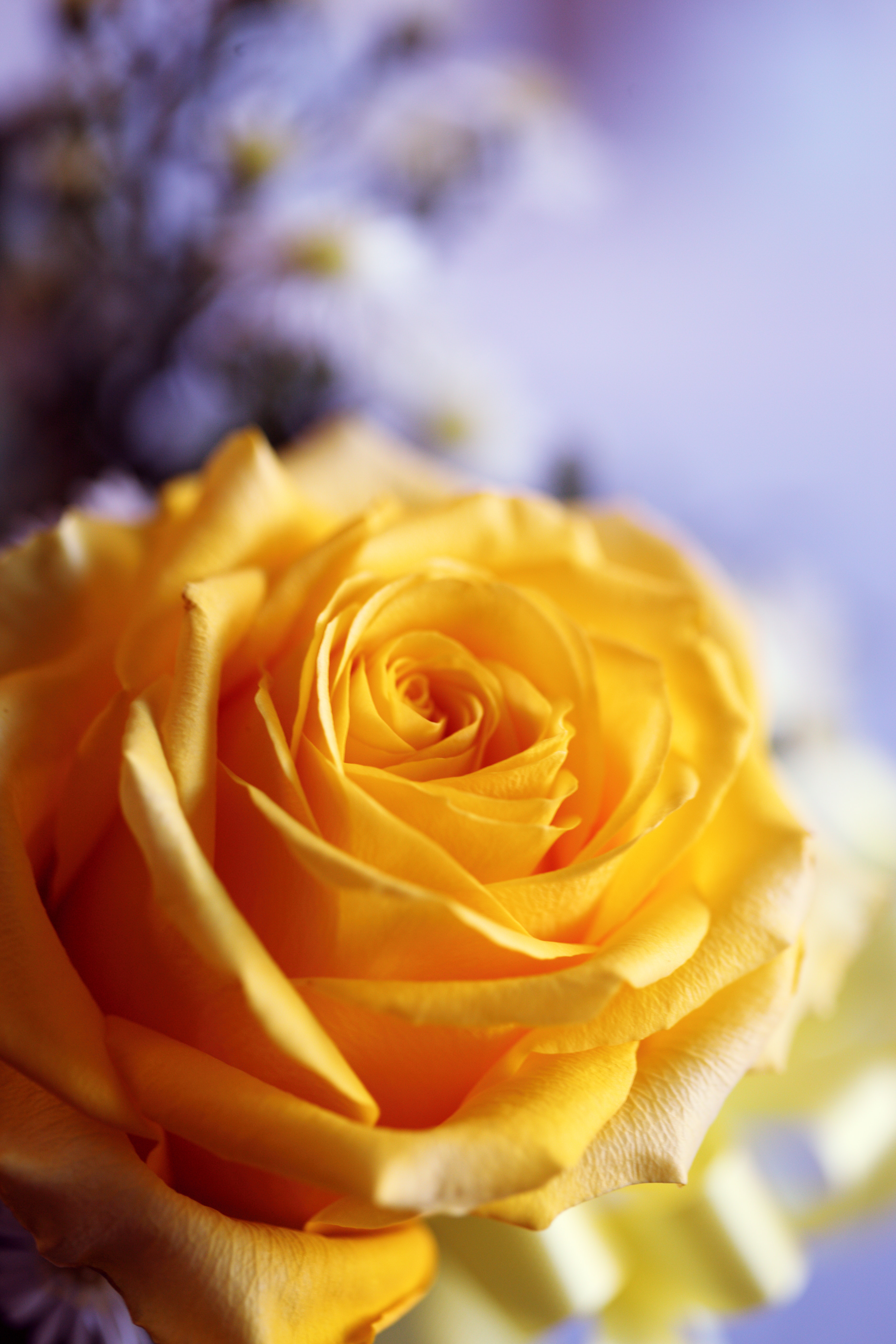 Yellow Roses Wallpapers