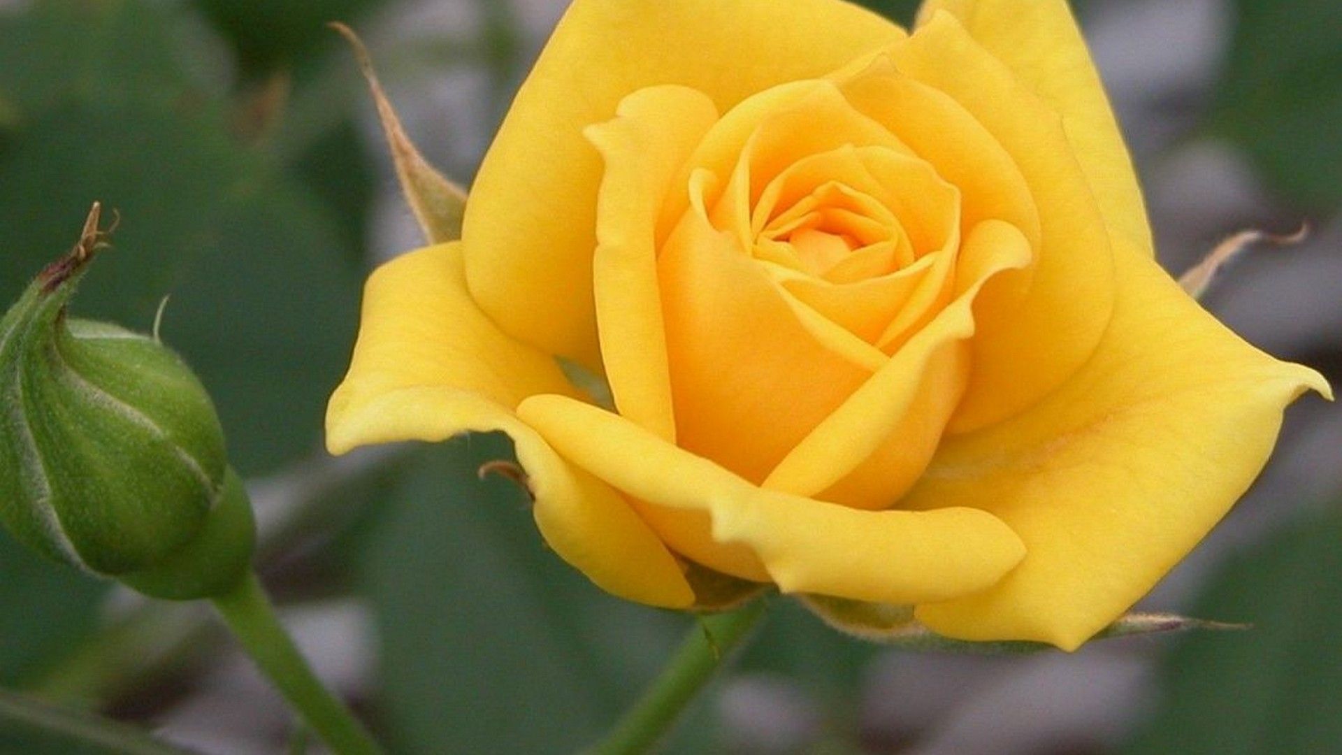 Yellow Roses Wallpapers