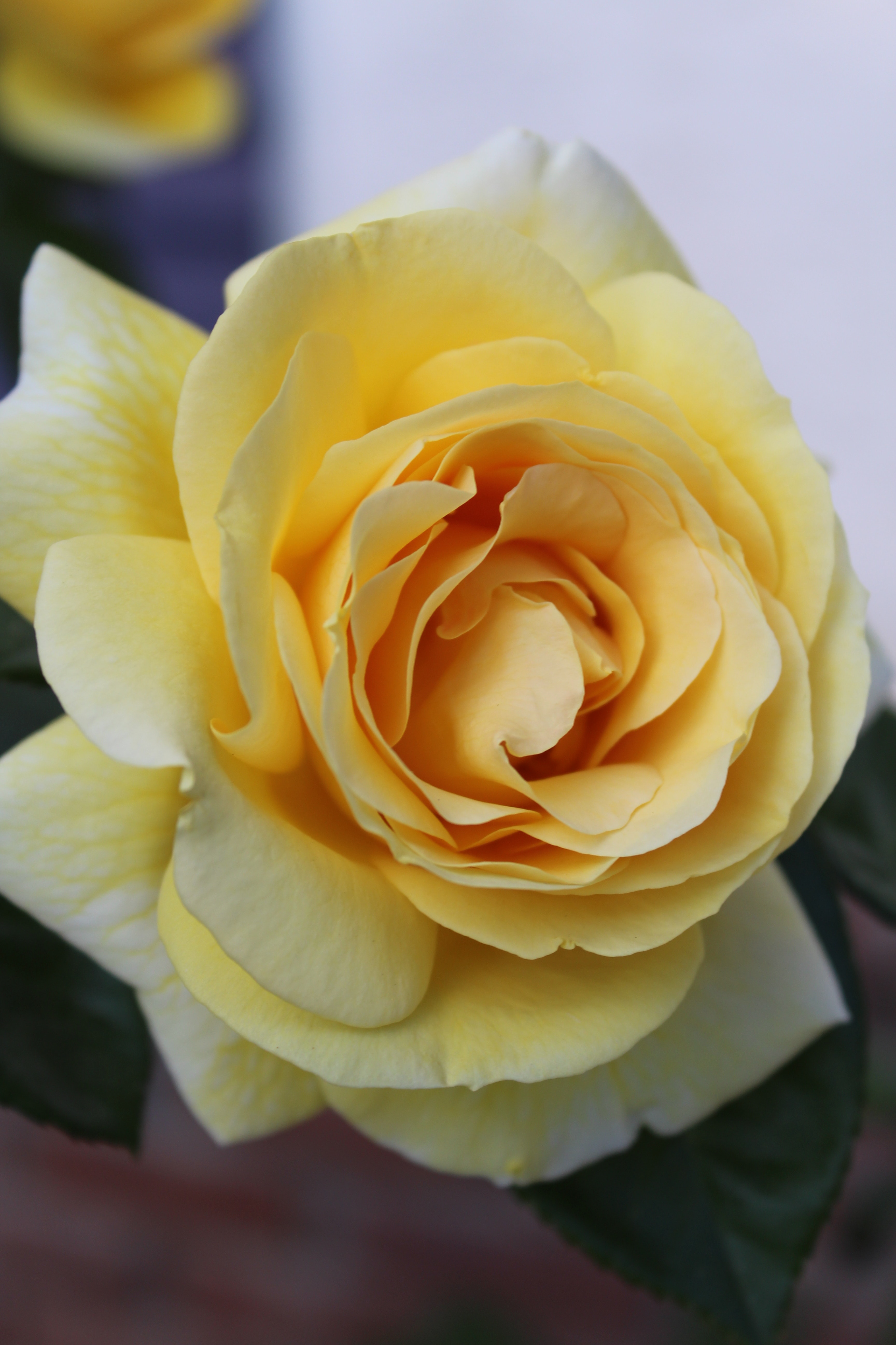 Yellow Roses Wallpapers