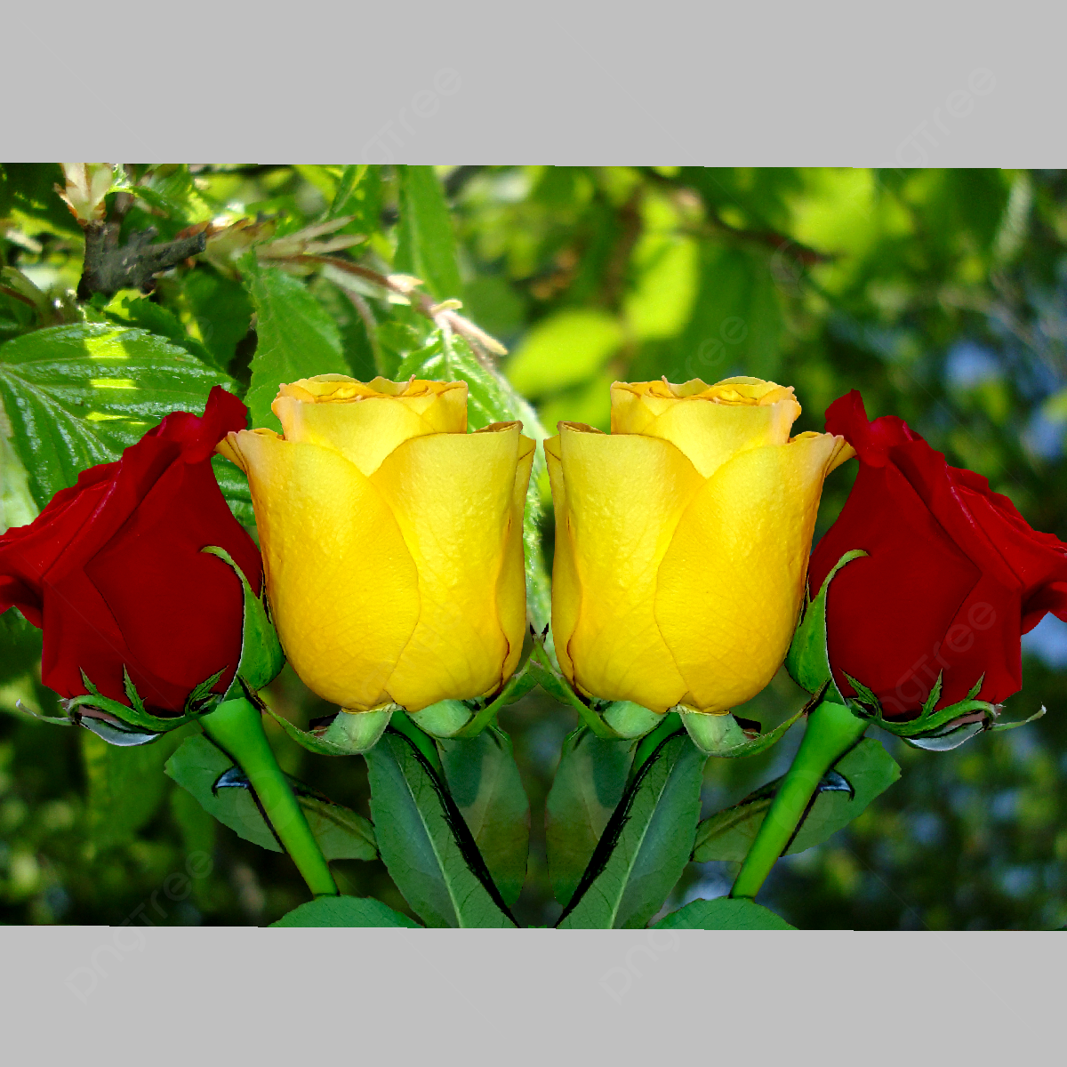 Yellow Roses Wallpapers