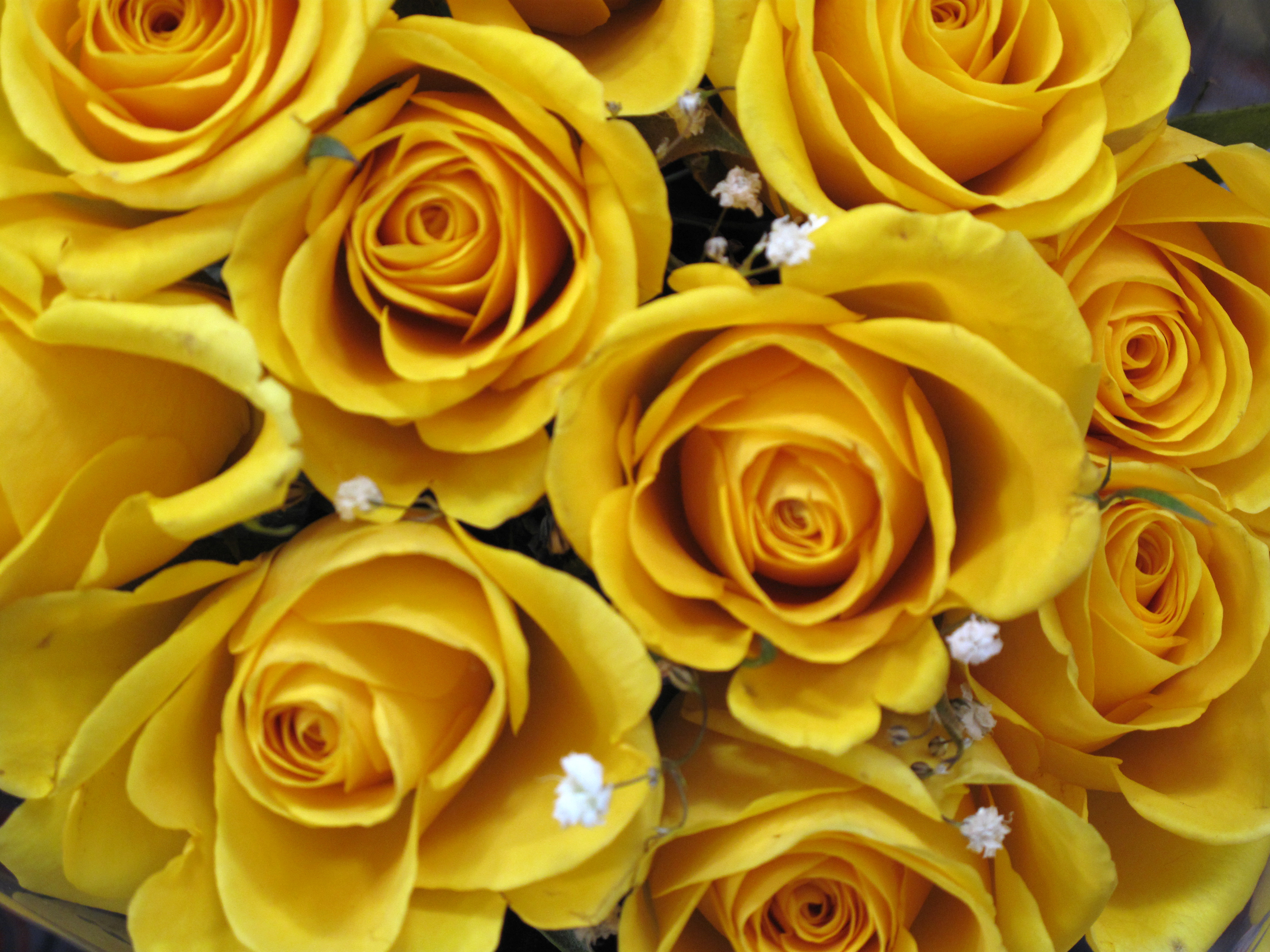 Yellow Roses Wallpapers