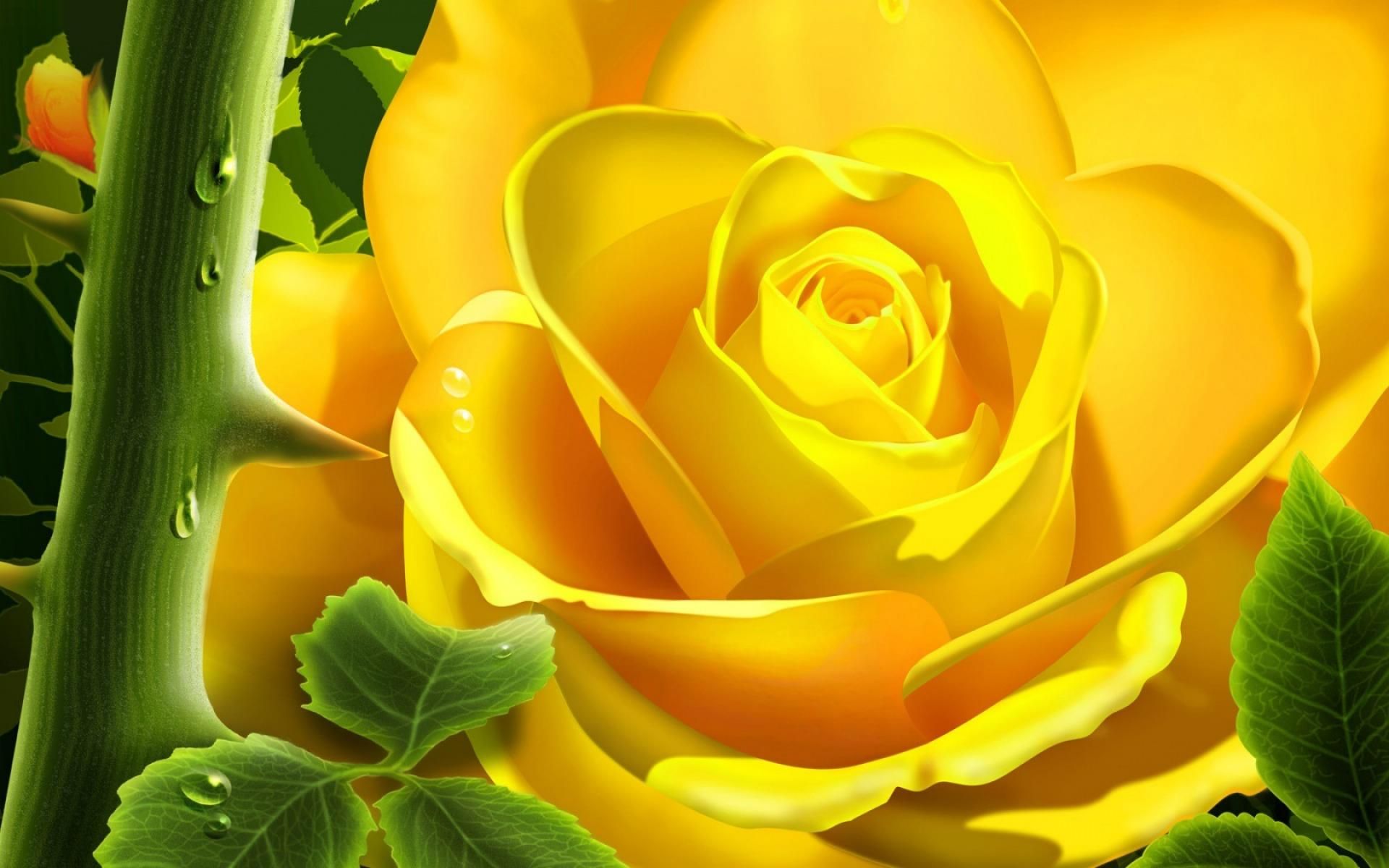 Yellow Roses Wallpapers
