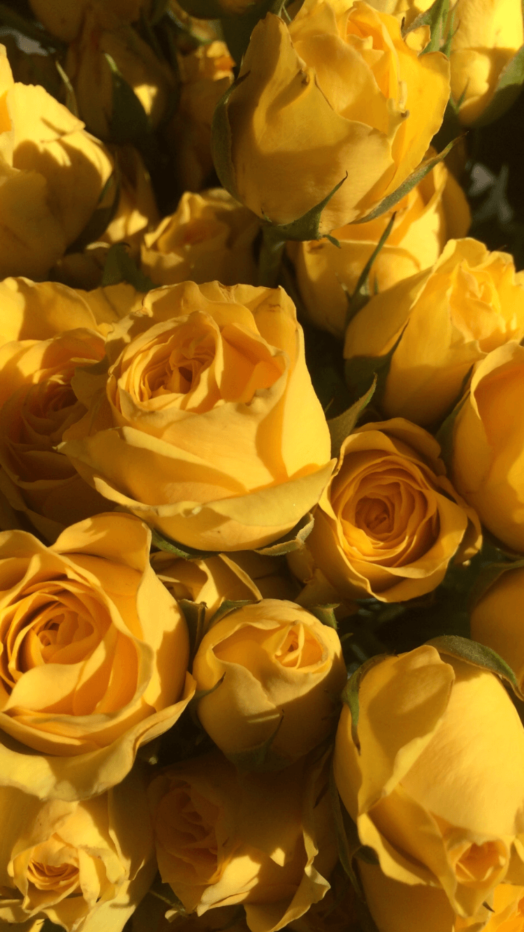 Yellow Roses Wallpapers