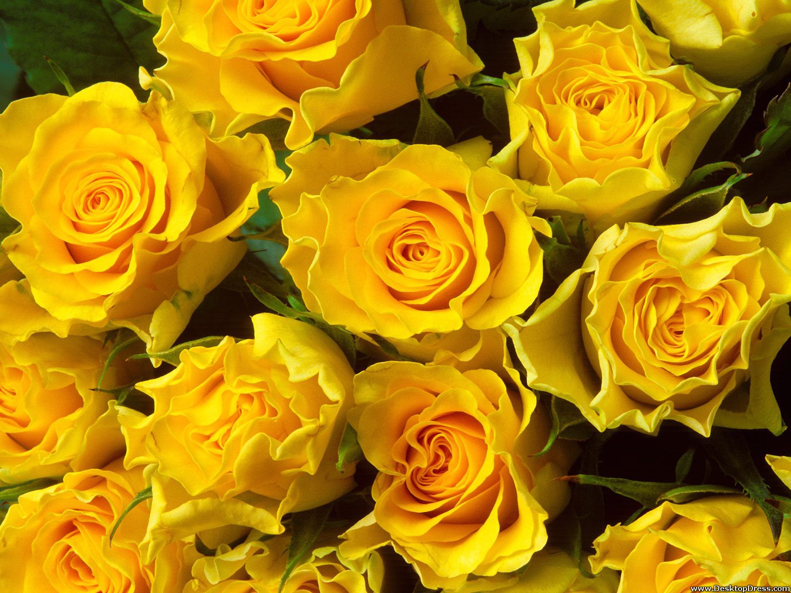 Yellow Roses Wallpapers