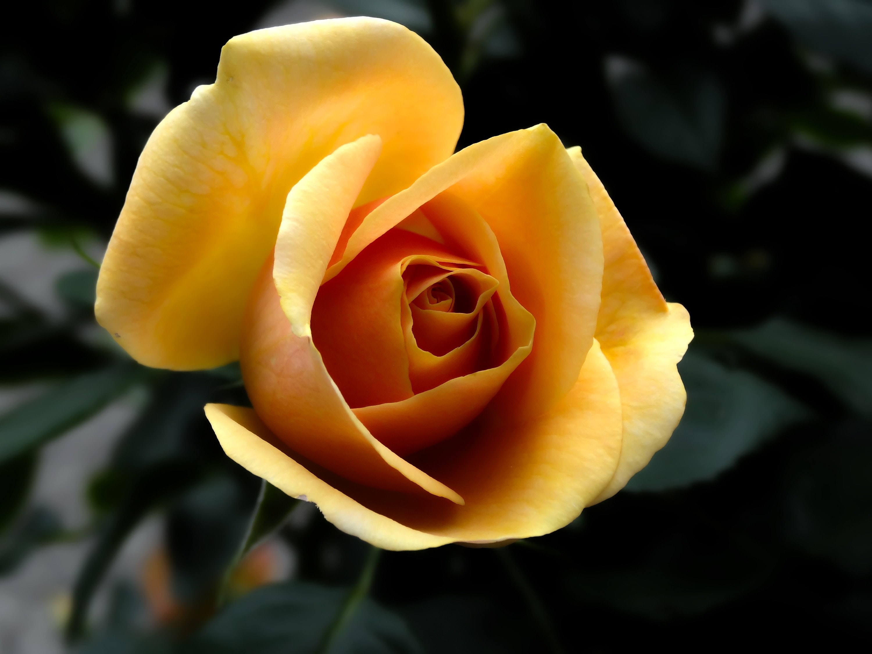 Yellow Roses Wallpapers