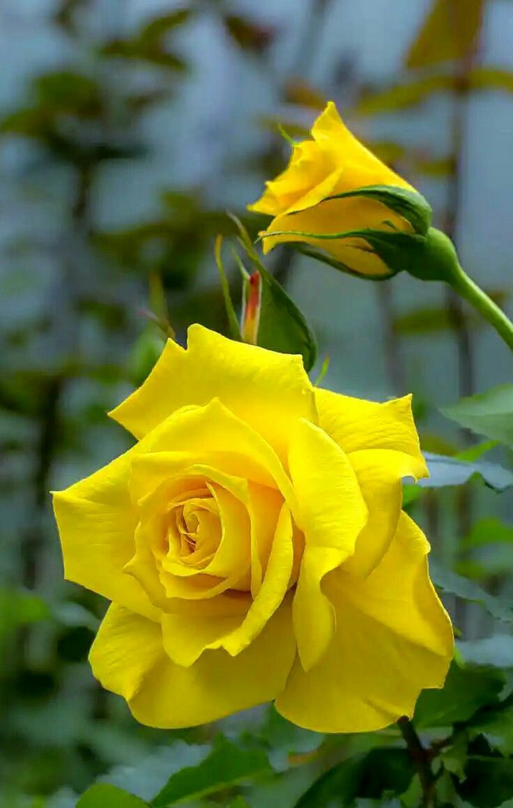 Yellow Roses Wallpapers