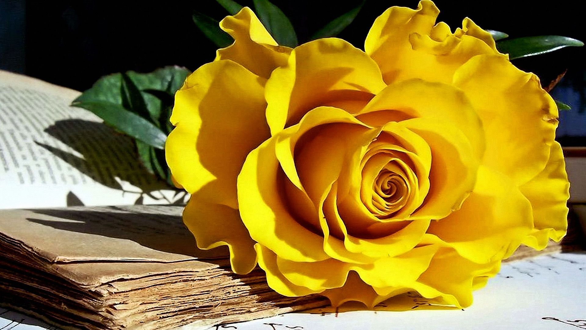 Yellow Roses Wallpapers