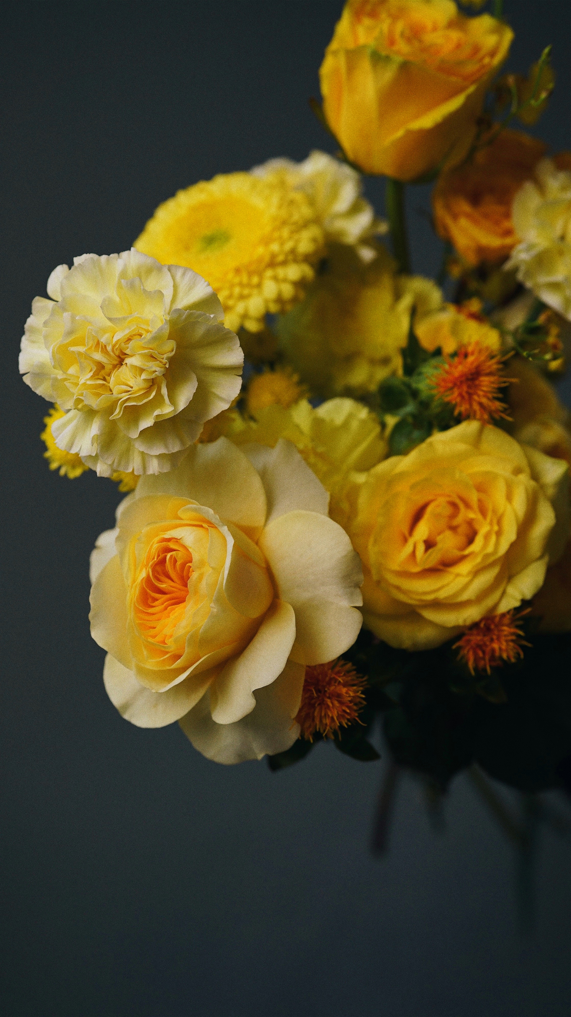 Yellow Roses Wallpapers