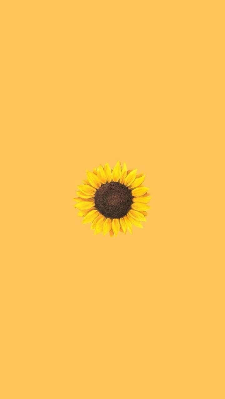 Yellow Sunflower Wallpapers