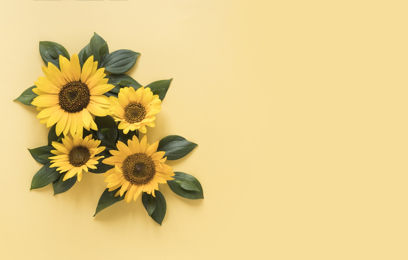 Yellow Sunflower Wallpapers