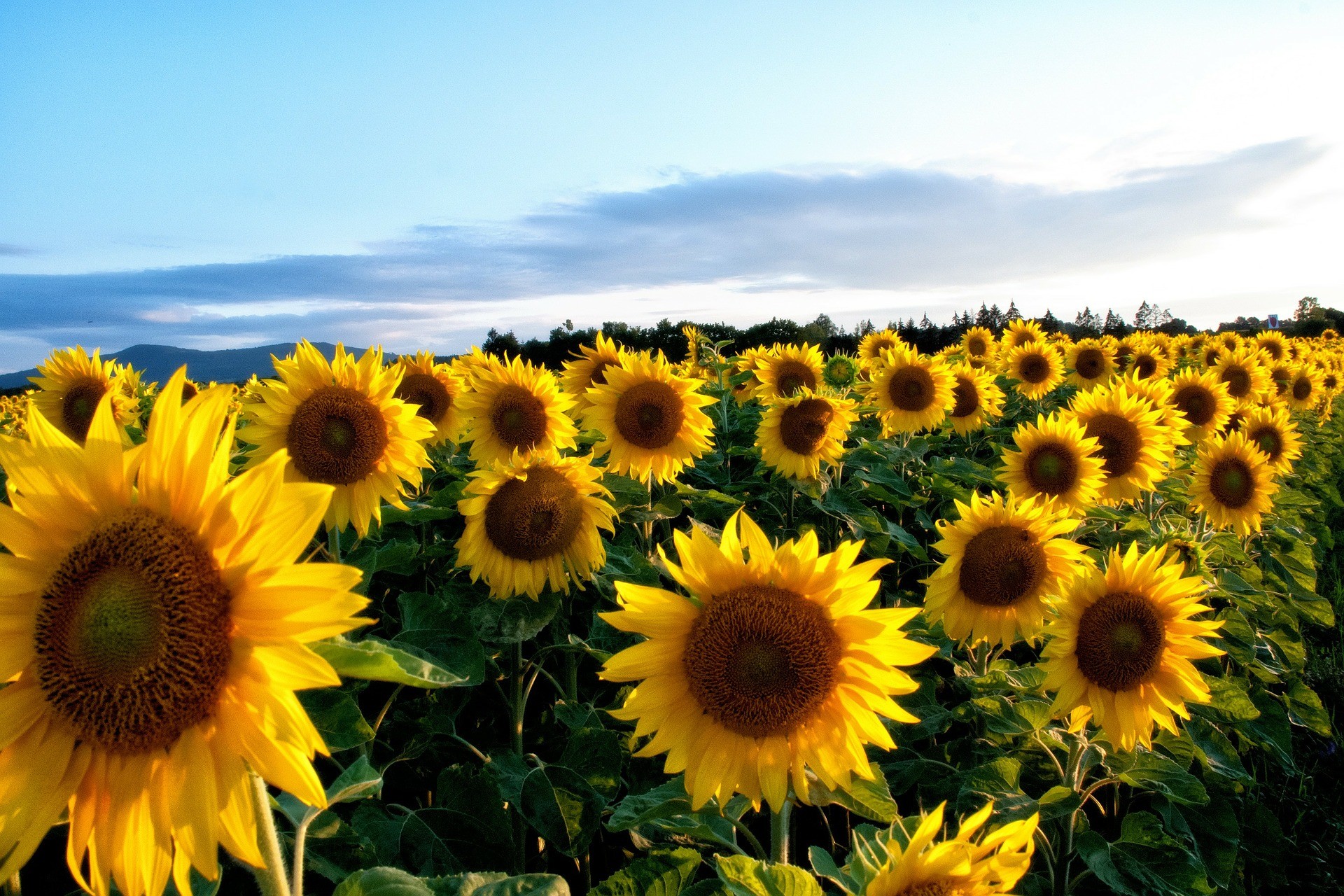 Yellow Sunflower Wallpapers