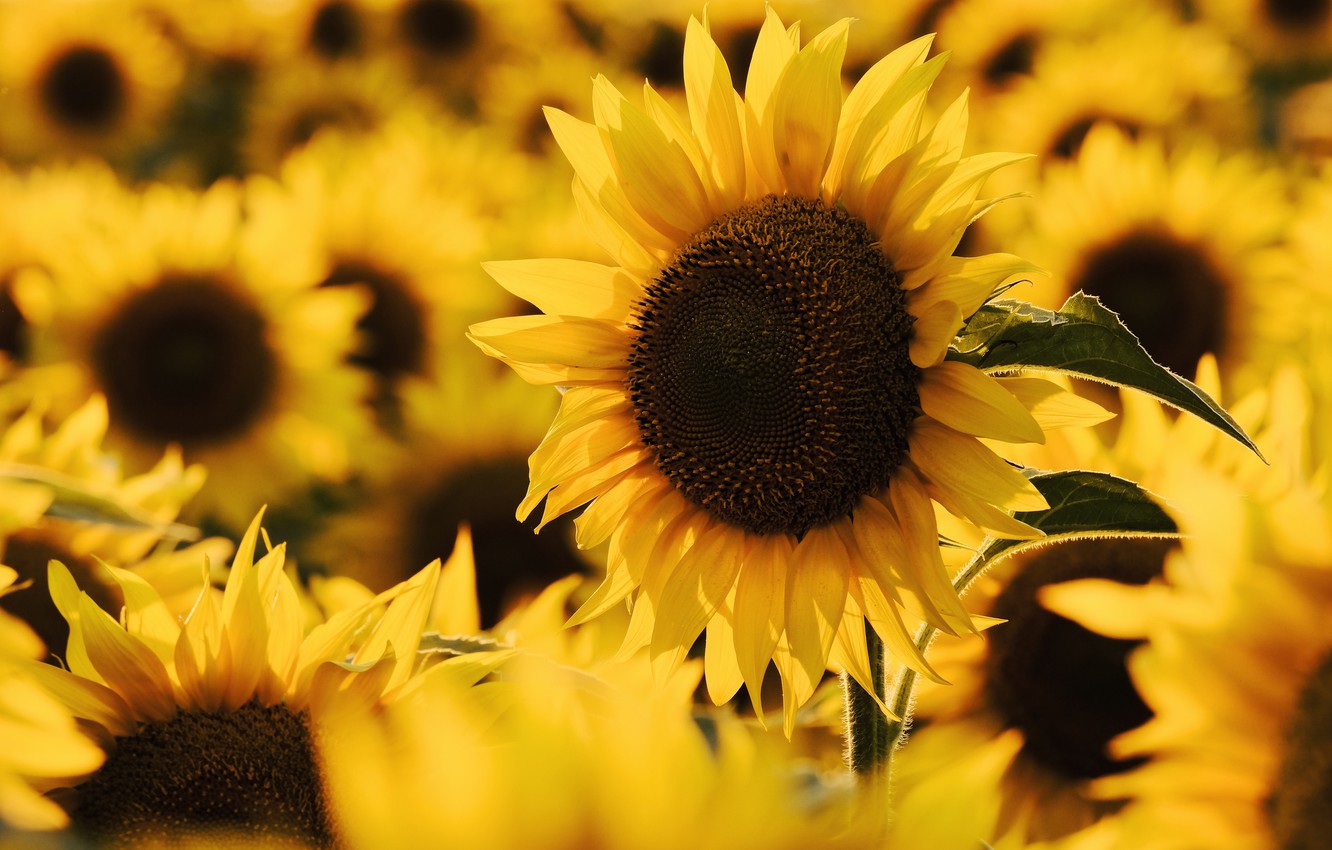 Yellow Sunflower Wallpapers