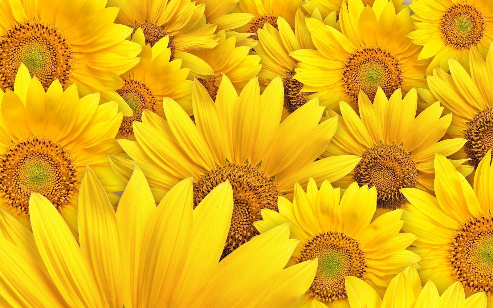 Yellow Sunflower Wallpapers