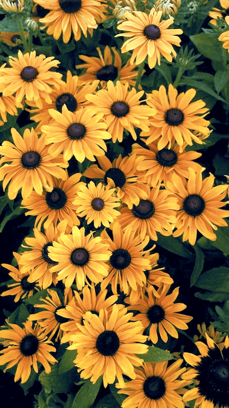 Yellow Sunflower Aesthetic Wallpapers