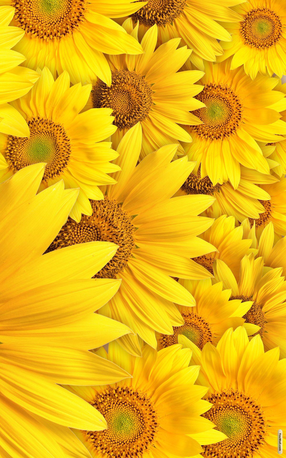 Yellow Sunflower Aesthetic Wallpapers