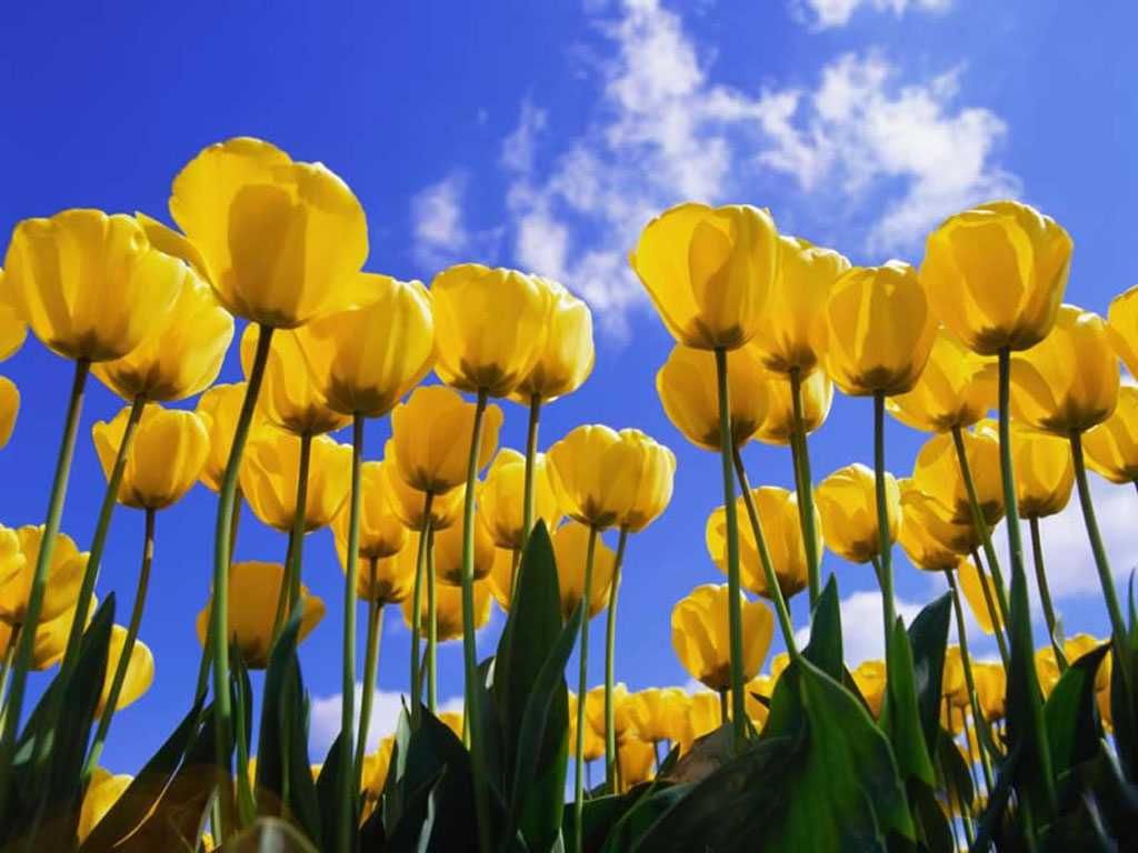 Yellow Tulips Wallpapers