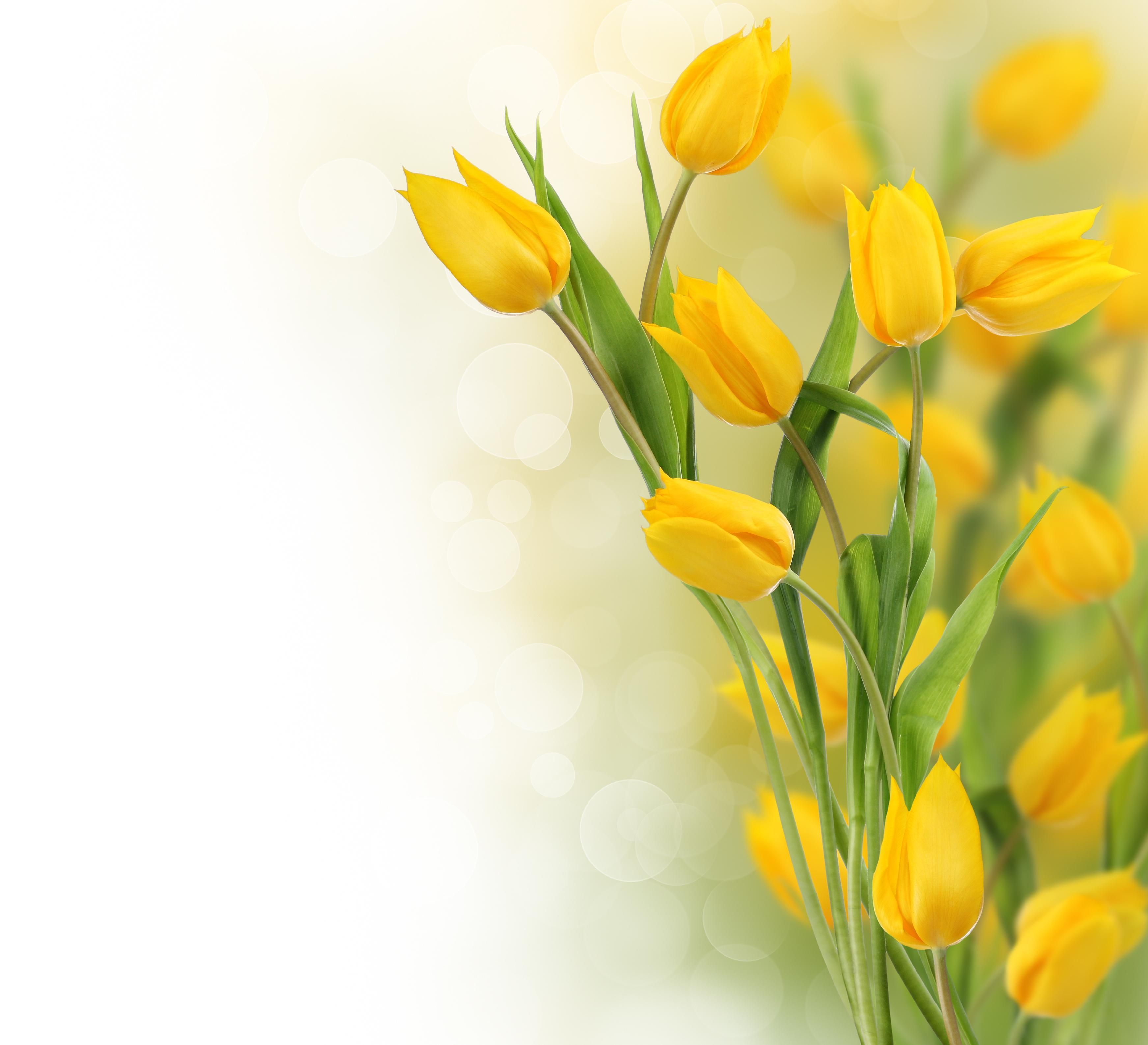 Yellow Tulips Wallpapers