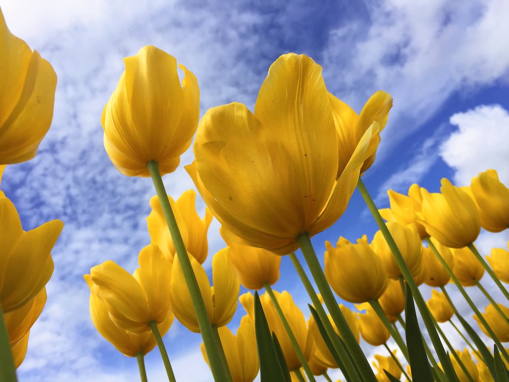 Yellow Tulips Wallpapers