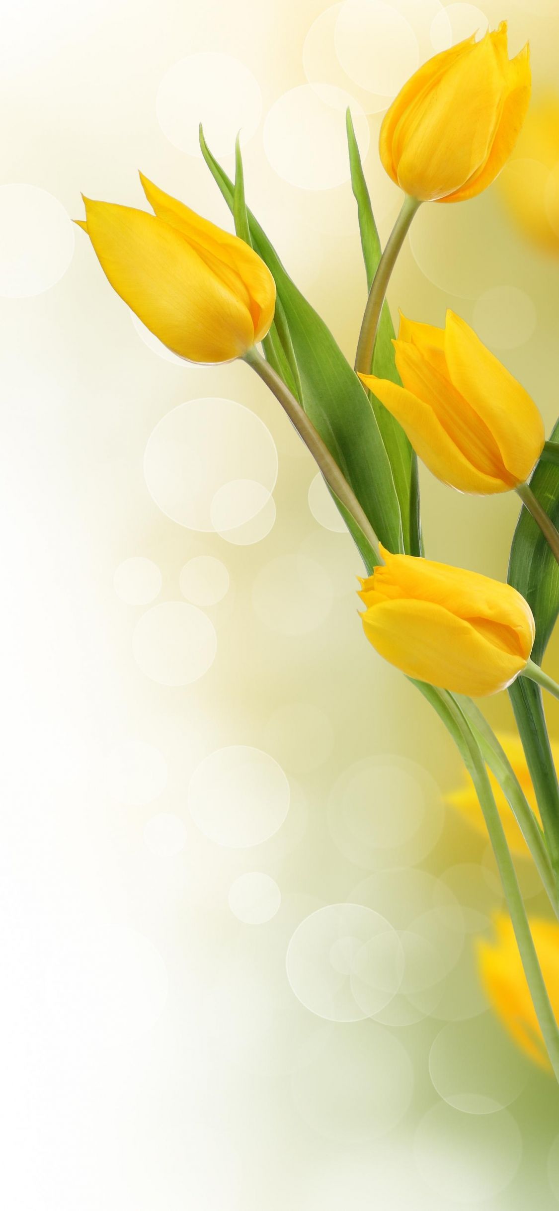 Yellow Tulips Wallpapers