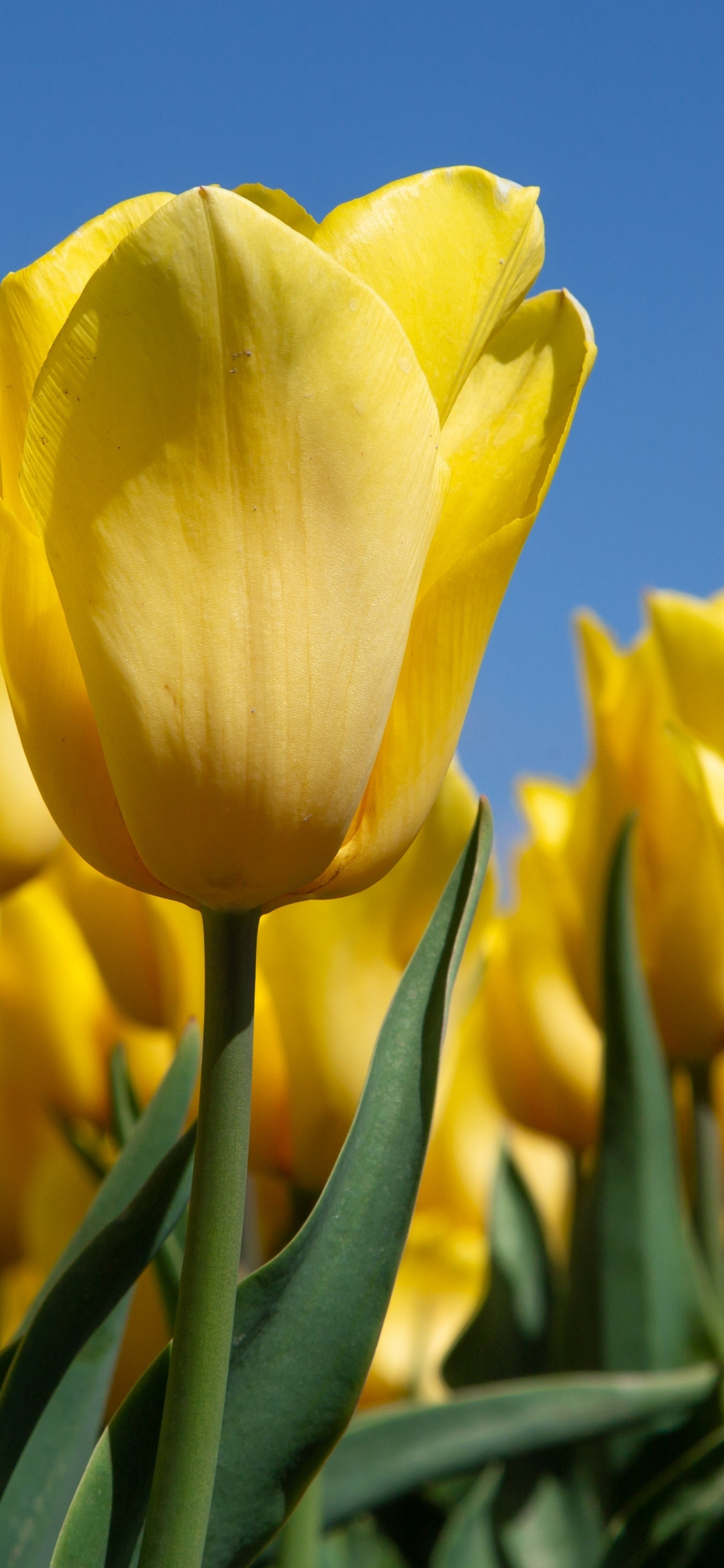 Yellow Tulips Wallpapers