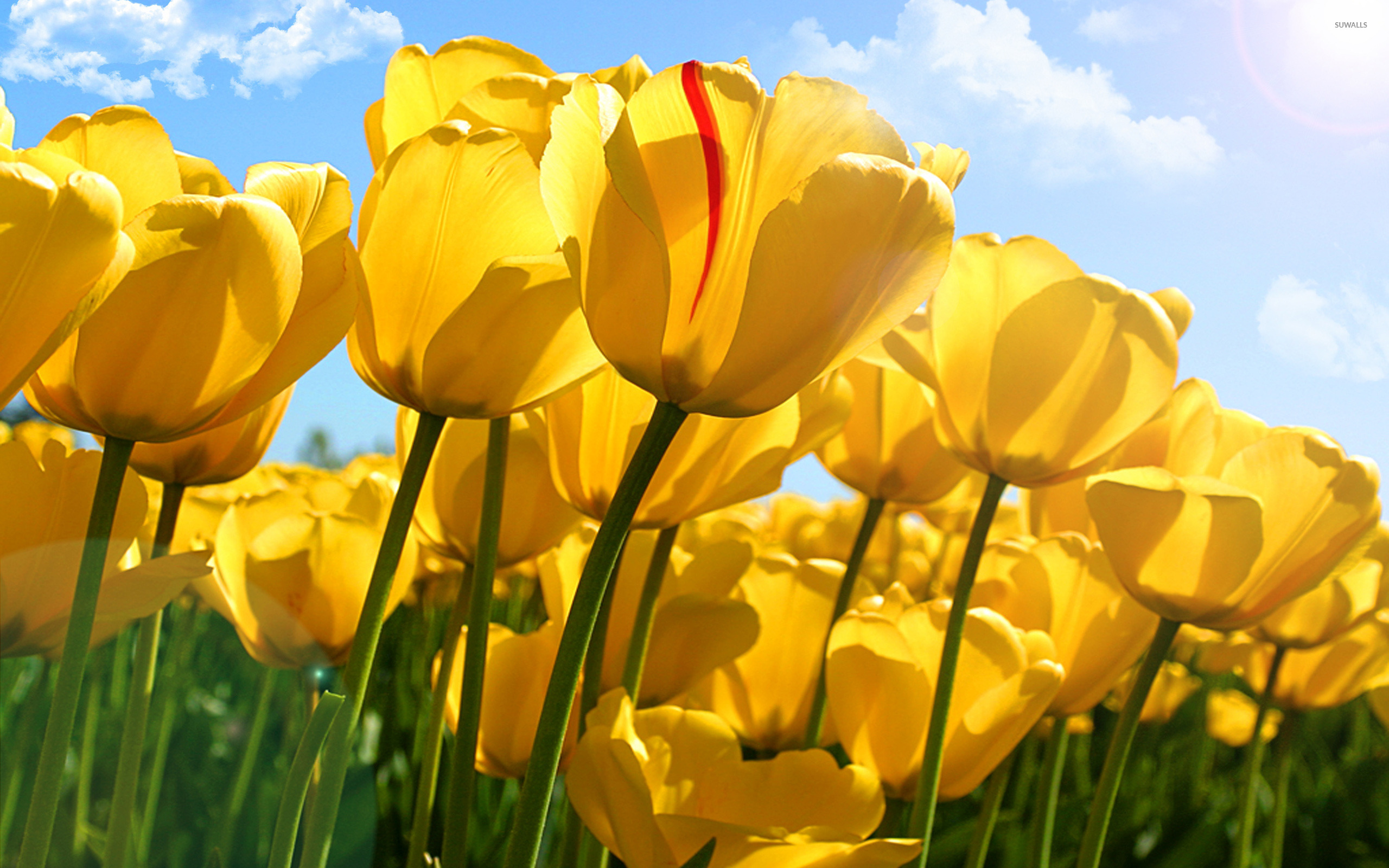 Yellow Tulips Wallpapers