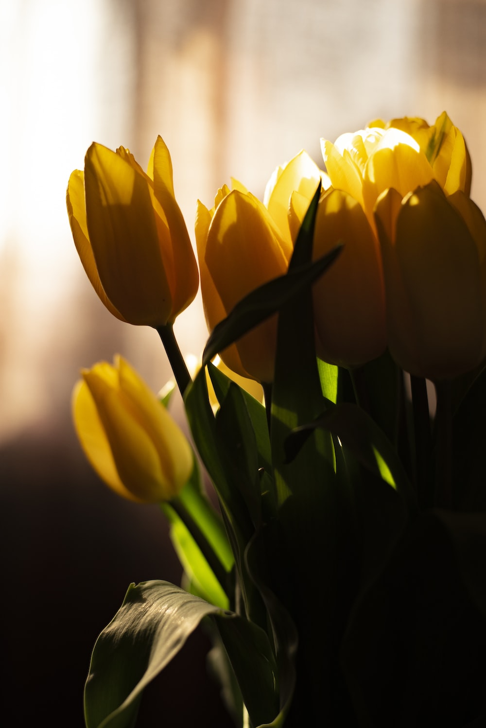 Yellow Tulips Wallpapers