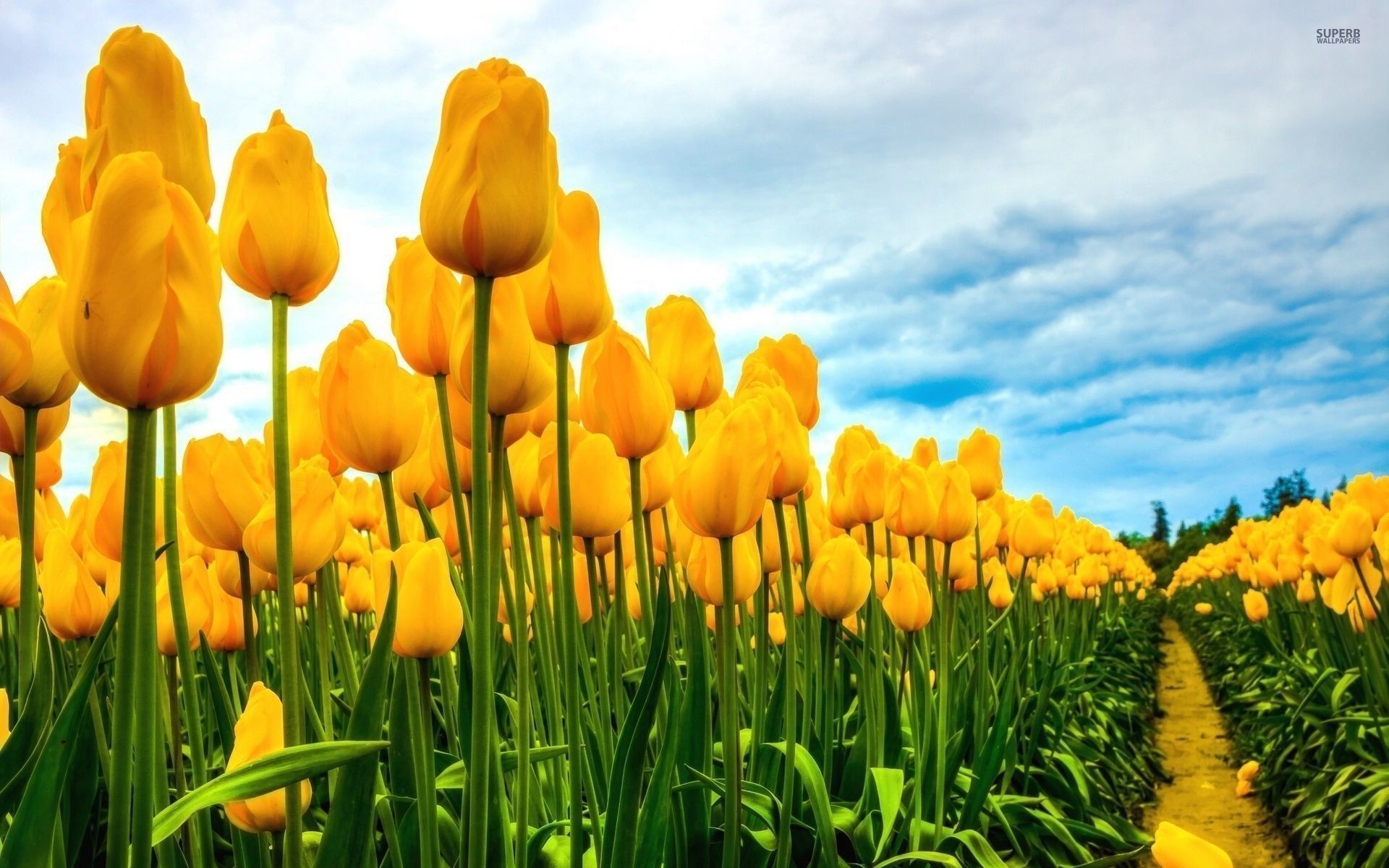 Yellow Tulips Wallpapers