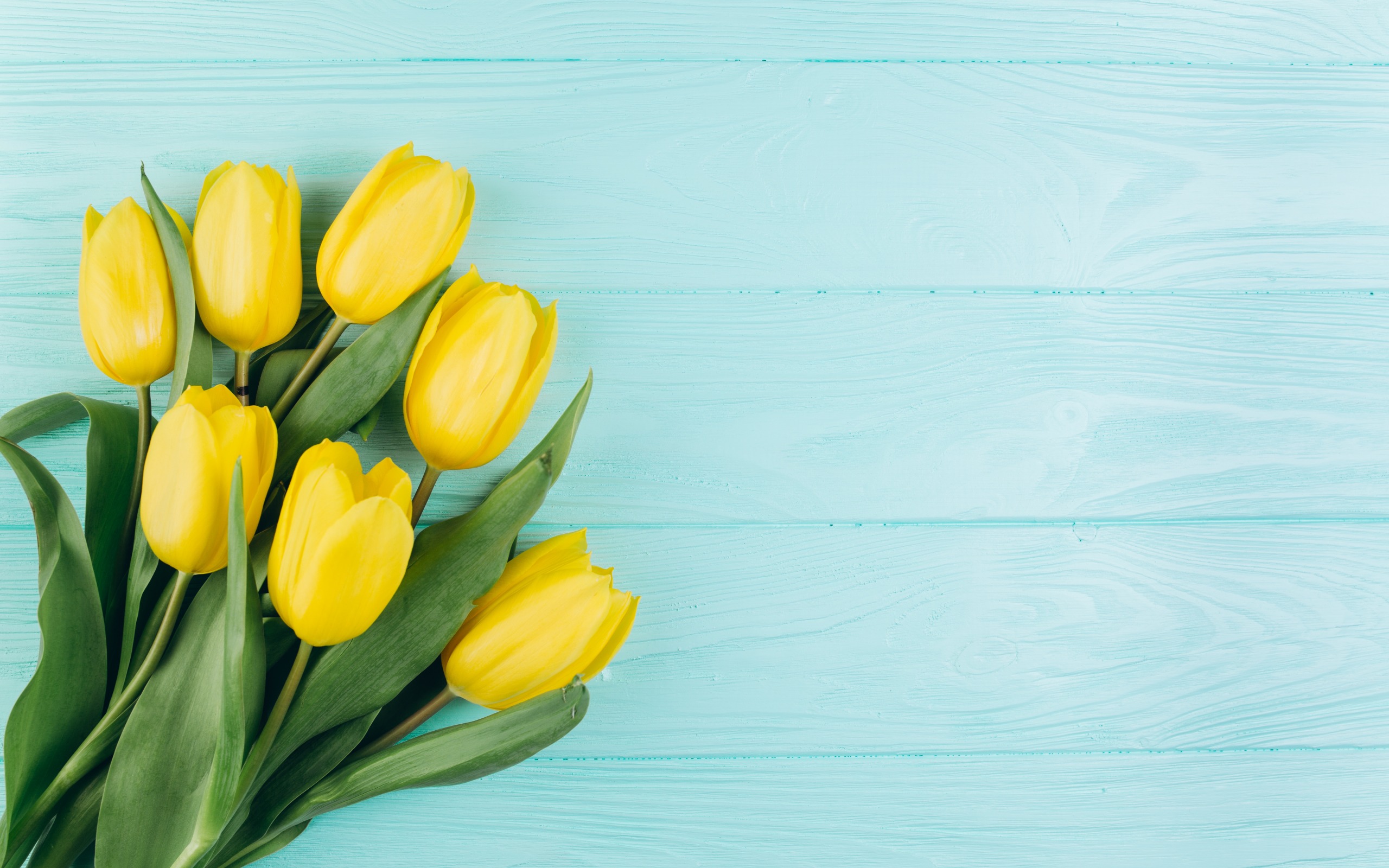 Yellow Tulips Wallpapers