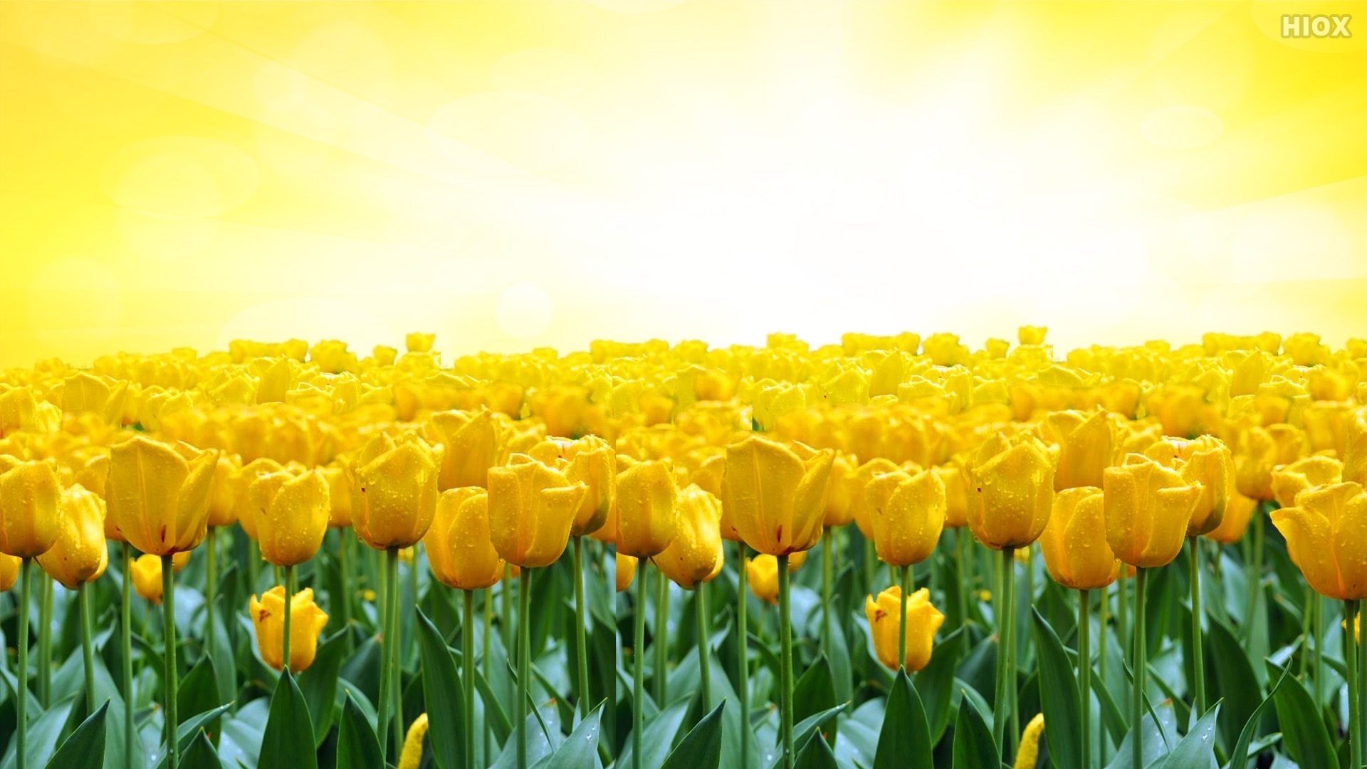 Yellow Tulips Wallpapers