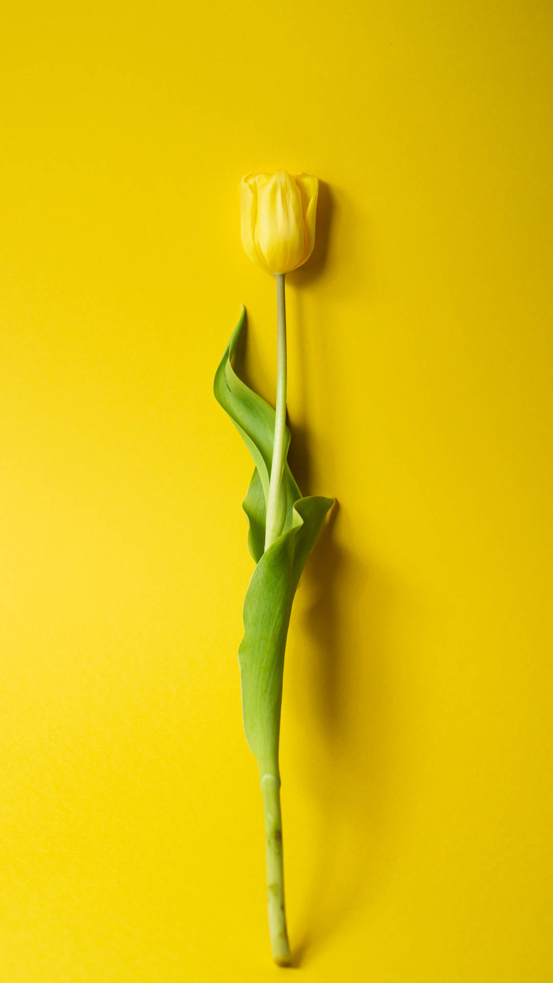 Yellow Tulips Wallpapers