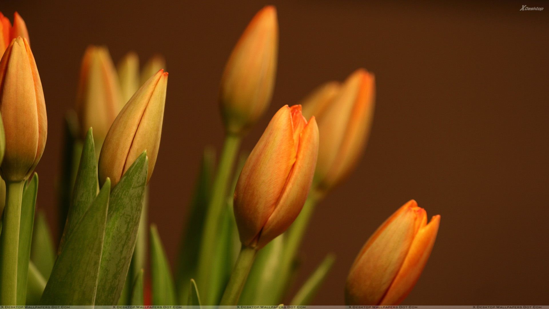 Yellow Tulips Wallpapers