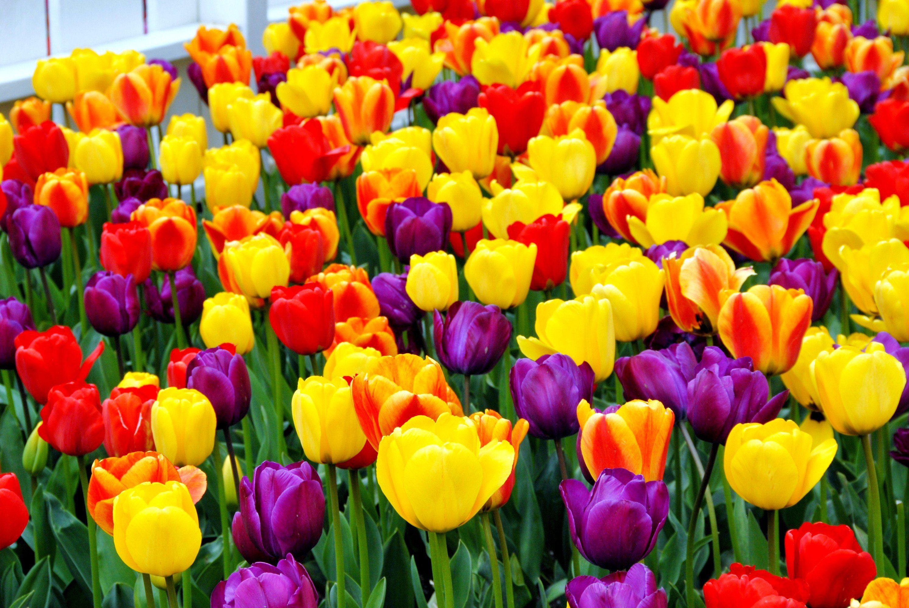 Yellow Tulips Wallpapers