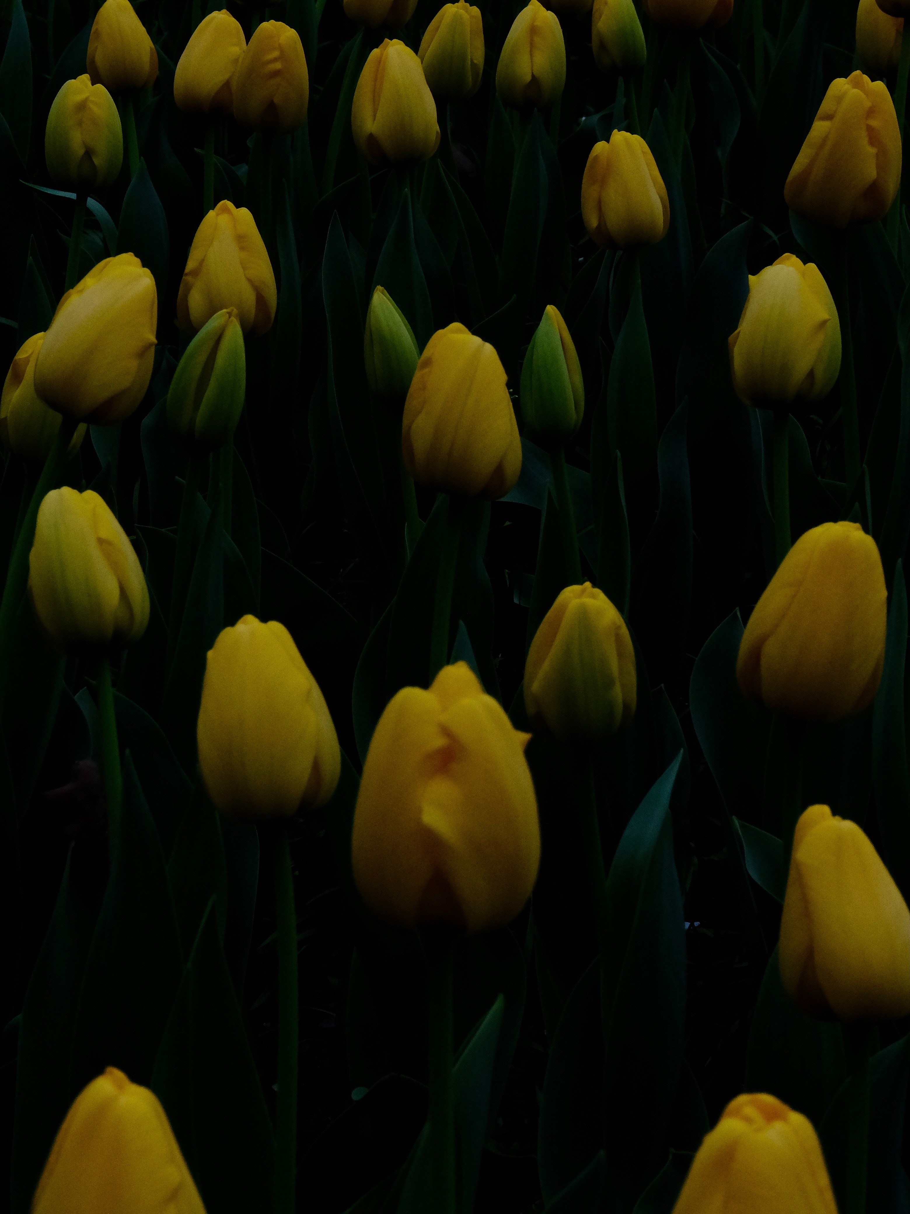 Yellow Tulips Wallpapers