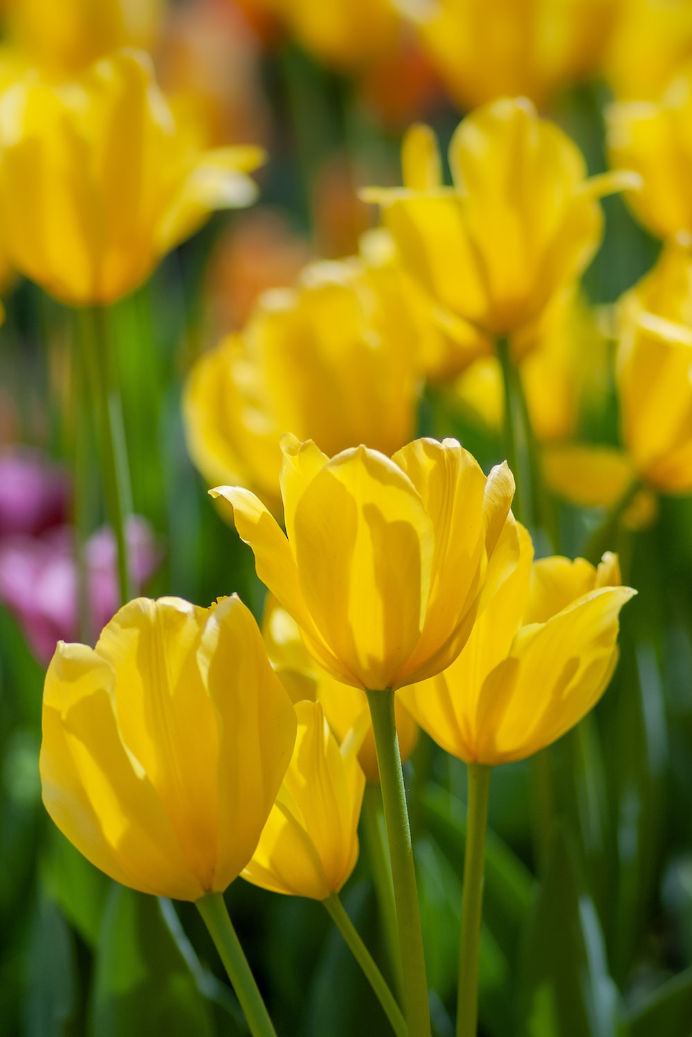 Yellow Tulips Wallpapers