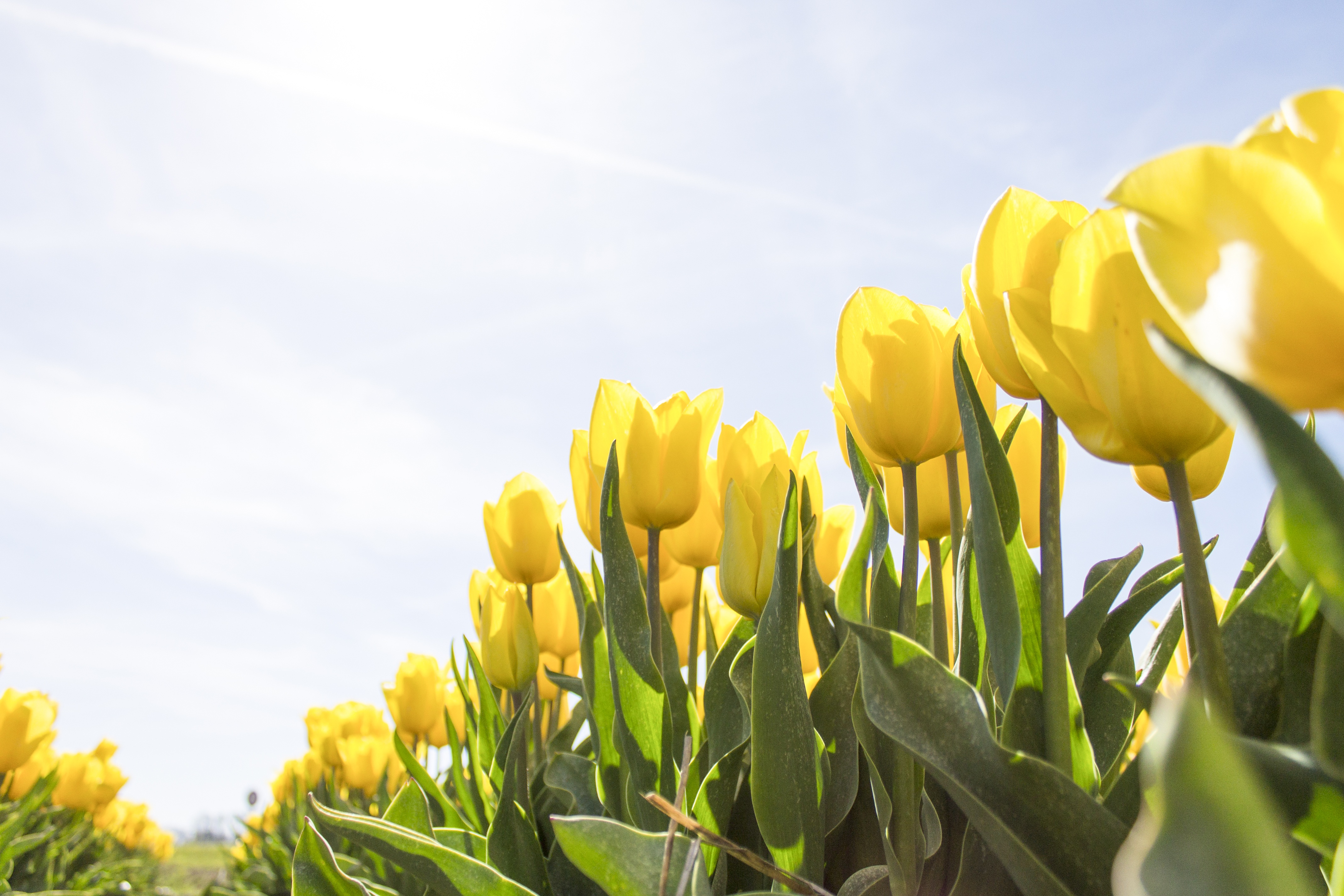 Yellow Tulips Wallpapers