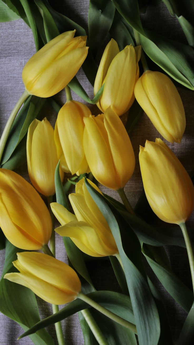 Yellow Tulips Wallpapers