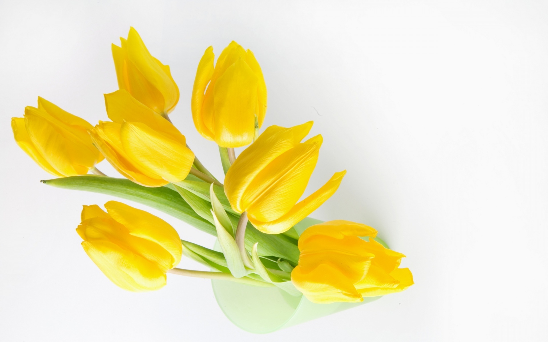 Yellow Tulips Wallpapers