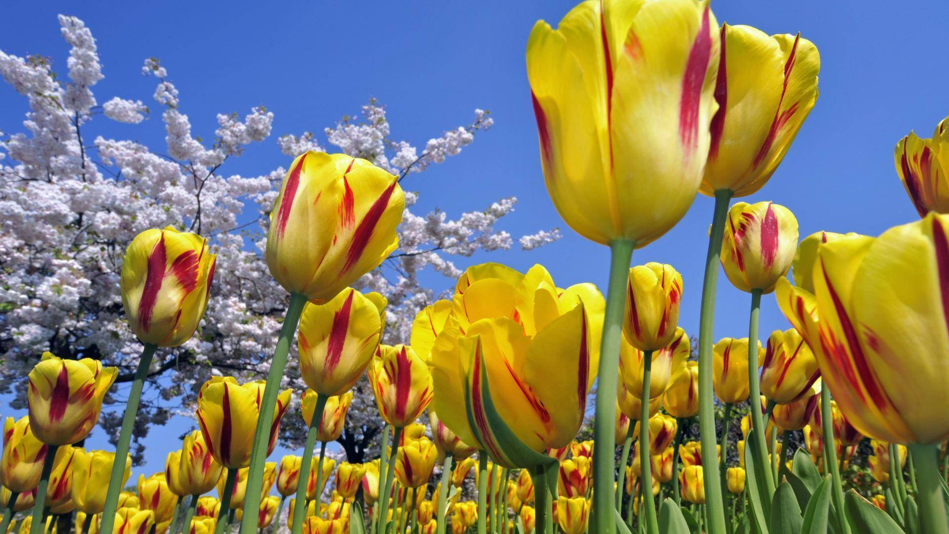 Yellow Tulips Wallpapers