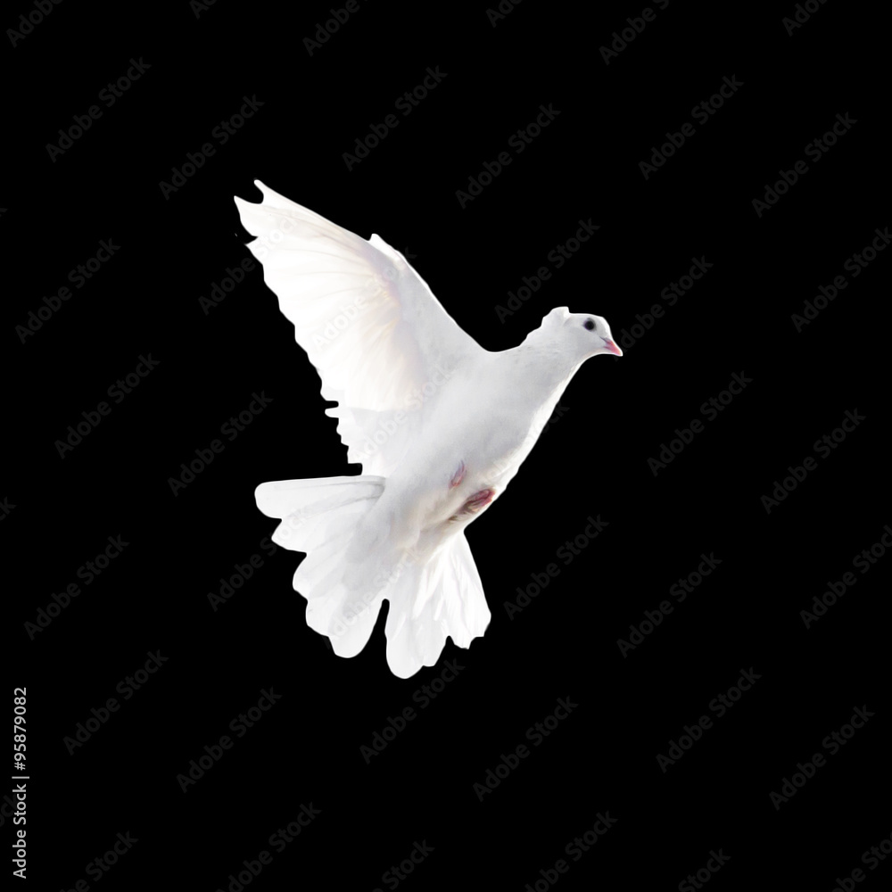 White Dove Black Background