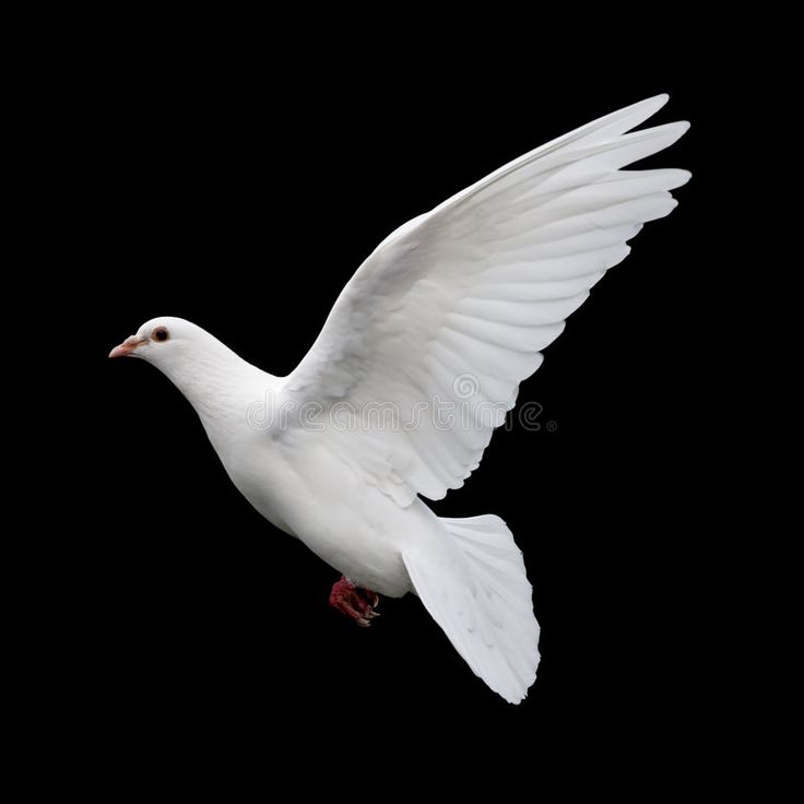 White Dove Black Background