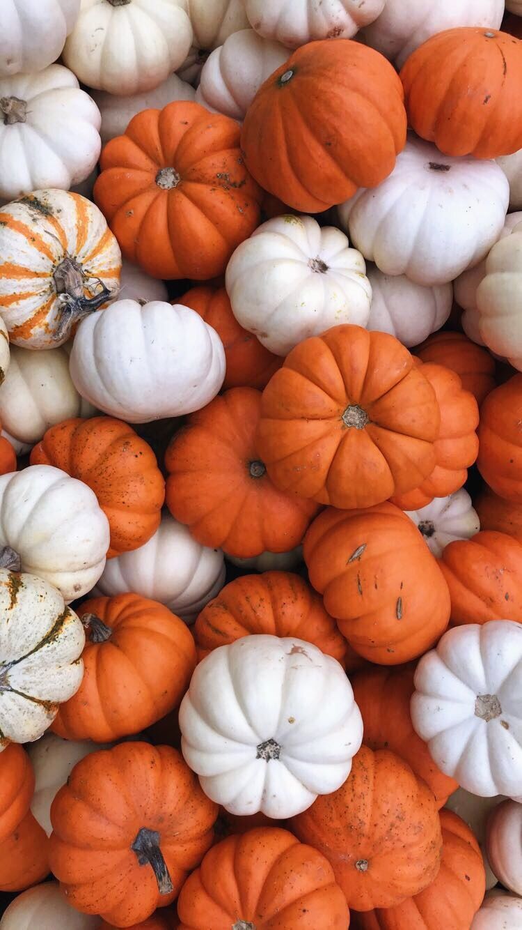 White Pumpkin Background