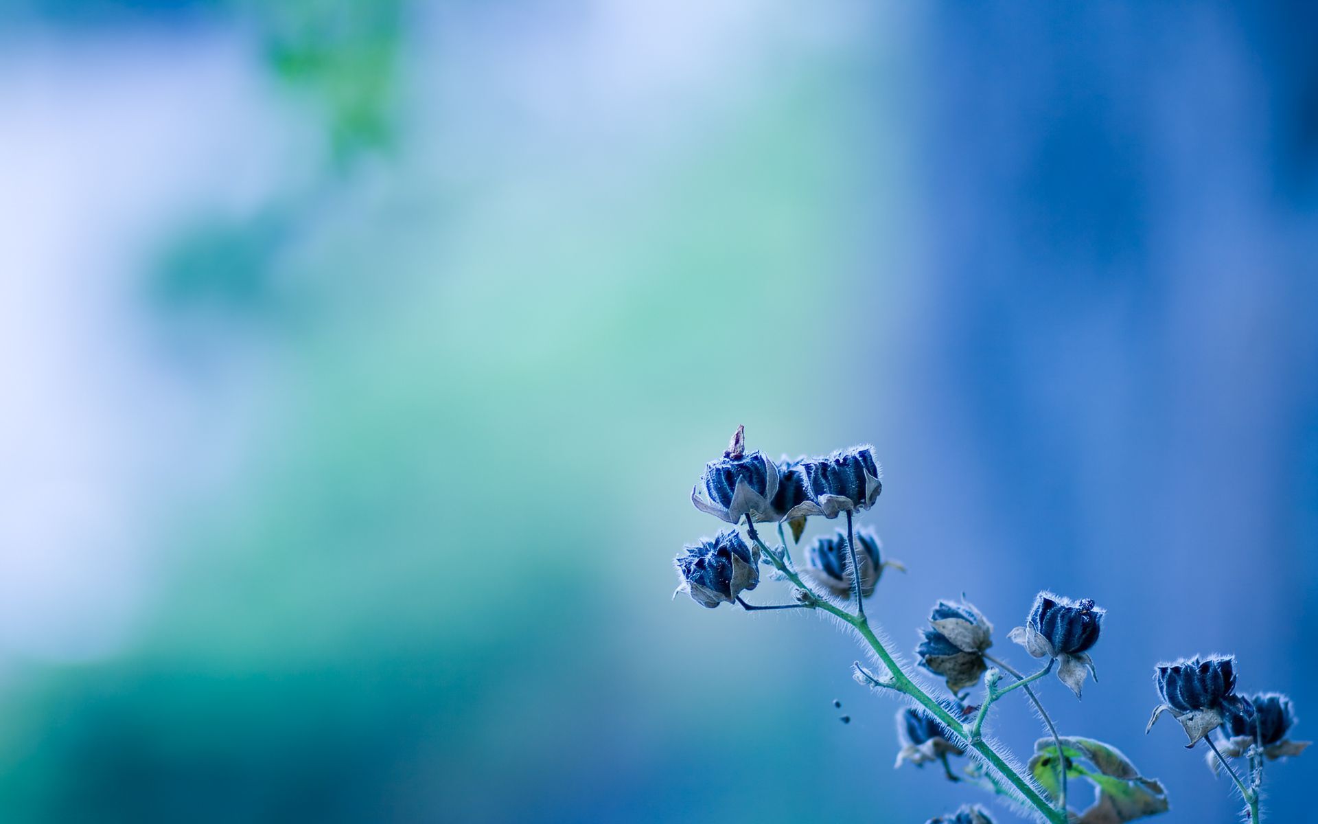 Blue Flower Texture 4K Wallpapers