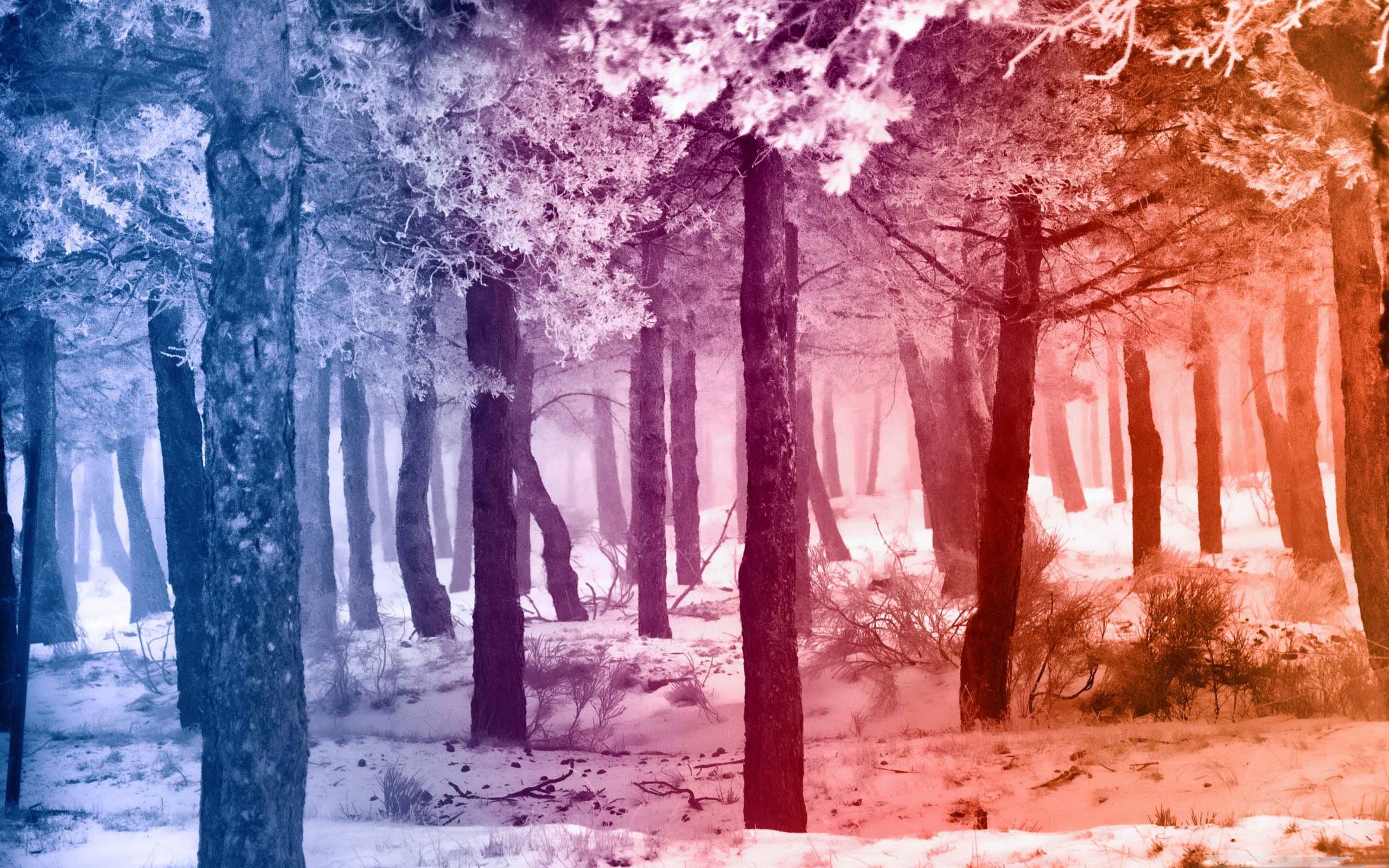 Forest Purple Gradient Wallpapers