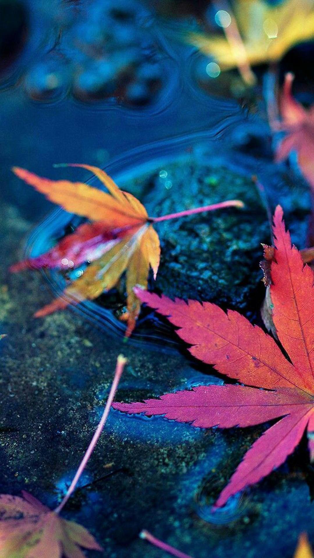 Abstract Colors Leaf Wallpapers