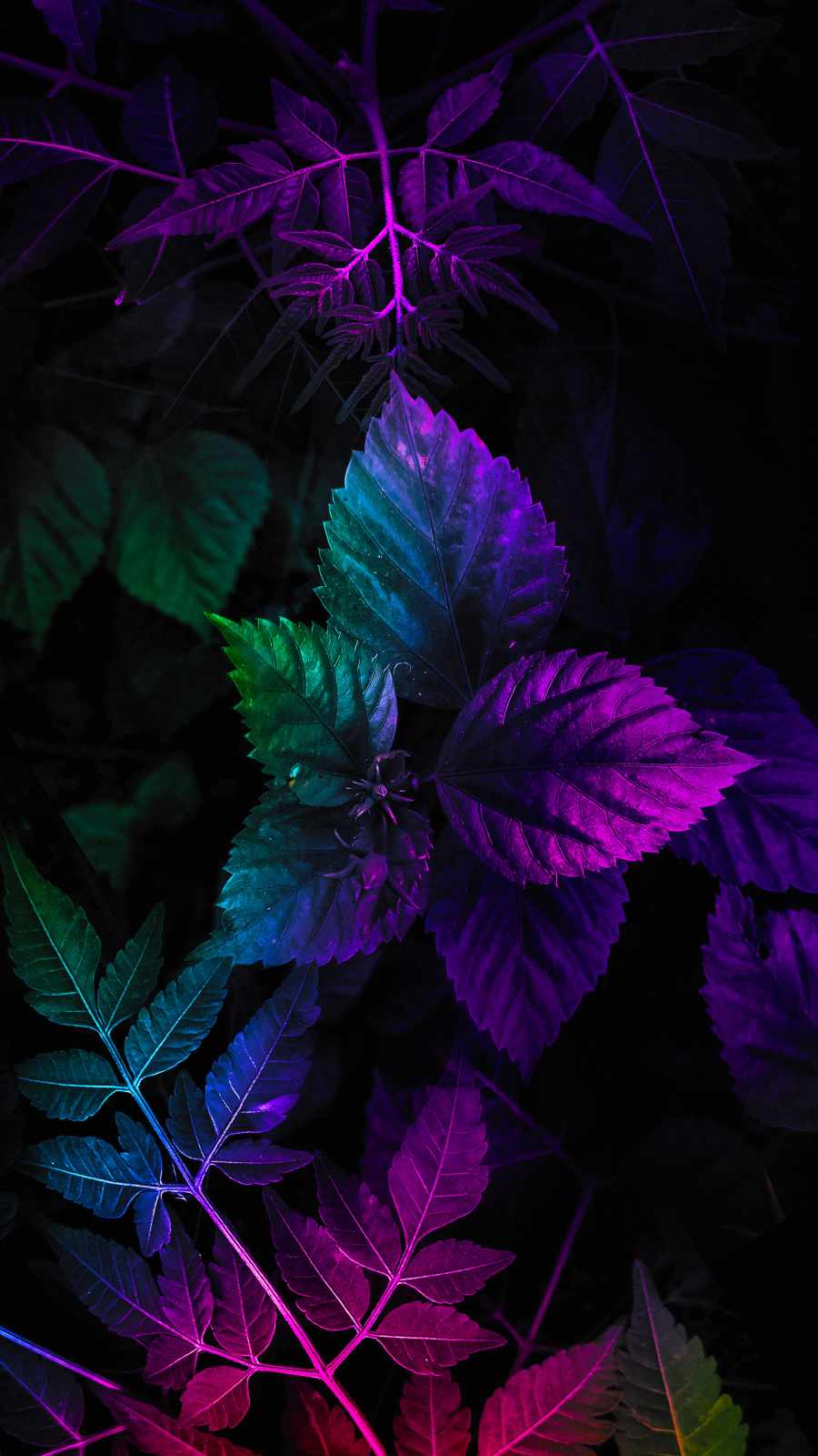 Abstract Colors Leaf Wallpapers