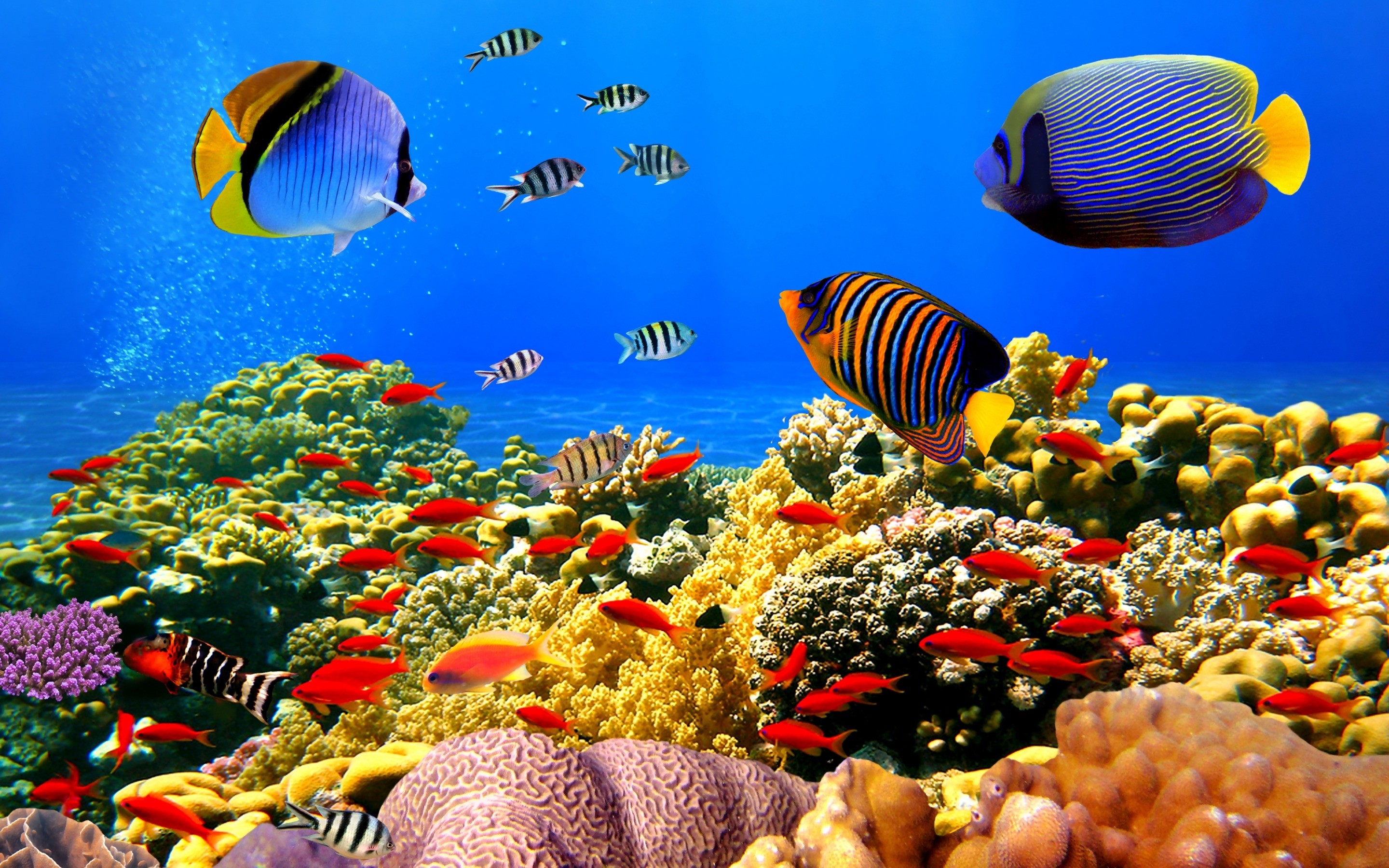 Abstract Coral Reef Wallpapers