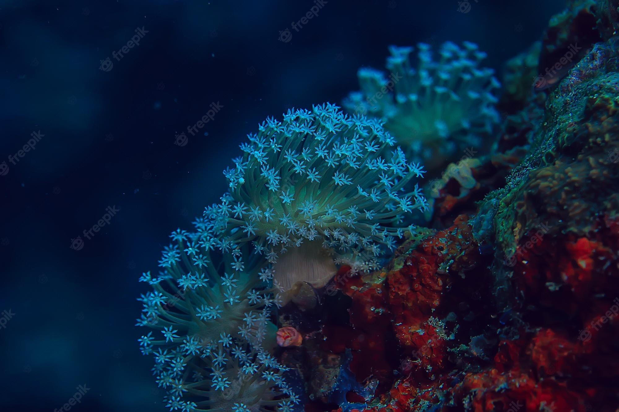 Abstract Coral Reef Wallpapers